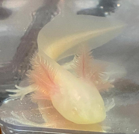 Albino Axolotl (Ambystoma mexicanum) – Predatory Fins