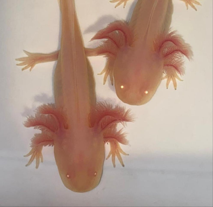 Albino Axolotl (Ambystoma mexicanum)