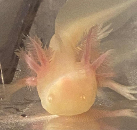 Albino Axolotl (Ambystoma mexicanum) – Predatory Fins