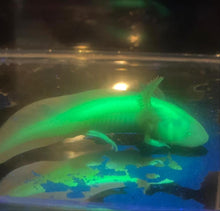 Load image into Gallery viewer, Albino GFP Axolotl (Ambystoma mexicanum)
