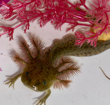 Load image into Gallery viewer, Wild Axolotl (Ambystoma mexicanum)
