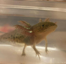 Load image into Gallery viewer, Wild Axolotl (Ambystoma mexicanum)
