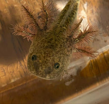 Load image into Gallery viewer, Wild Axolotl (Ambystoma mexicanum)

