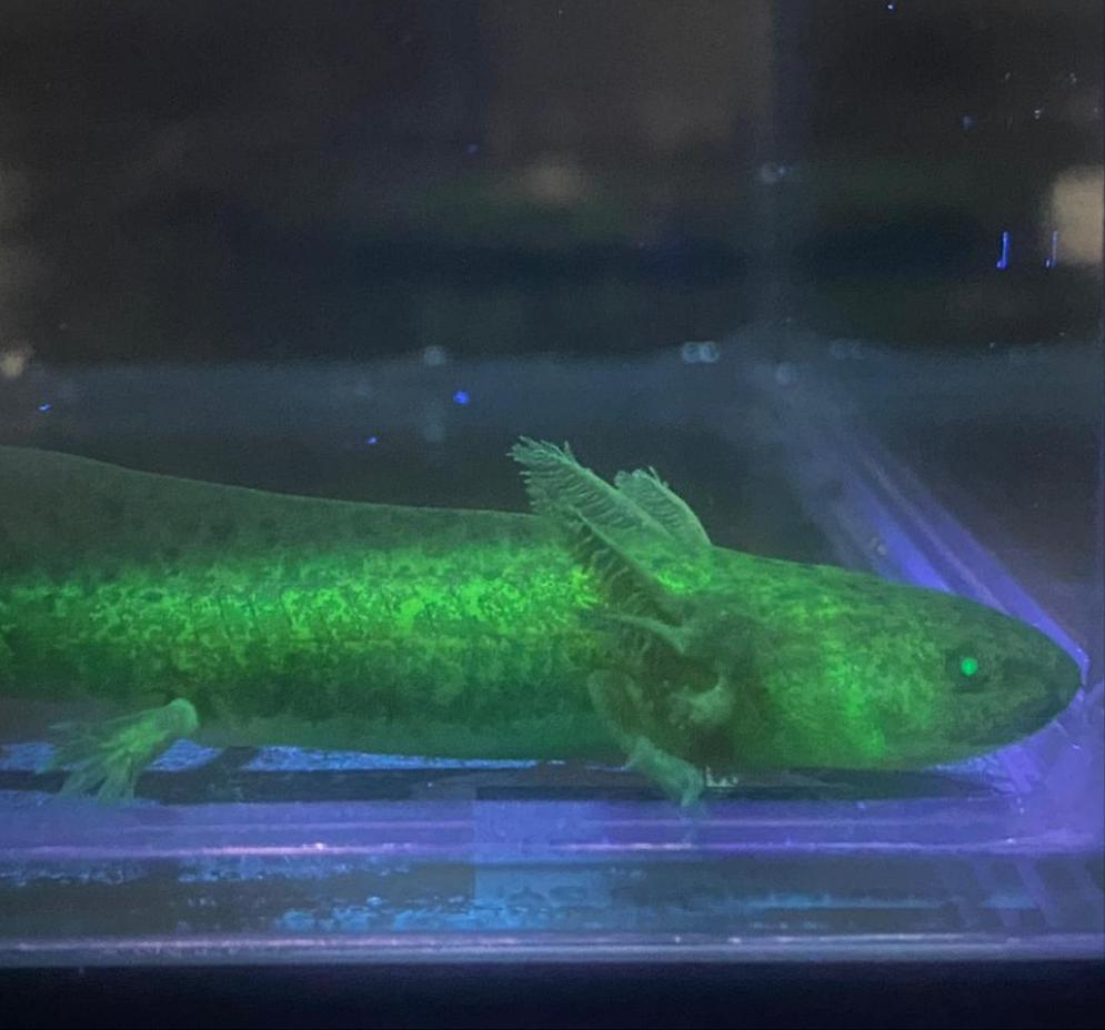 Wild GFP Glow in the Dark Axolotl (Ambystoma mexicanum)