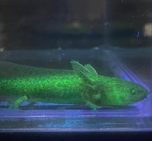 Load image into Gallery viewer, Wild GFP Glow in the Dark Axolotl (Ambystoma mexicanum)
