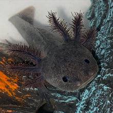 Load image into Gallery viewer, Black Melanoid Axolotl (Ambystoma mexicanum)
