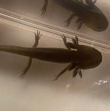 Load image into Gallery viewer, Melanistic GFP Axolotl (Ambystoma mexicanum)
