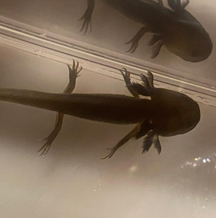 Melanistic GFP Axolotl (Ambystoma mexicanum)