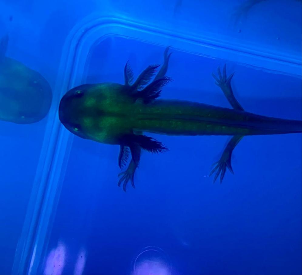Melanistic GFP Axolotl Ambystoma Mexicanum Predatory Fins melanistic-gfp-axolotl-ambystoma-mexicanum-predatory-fins