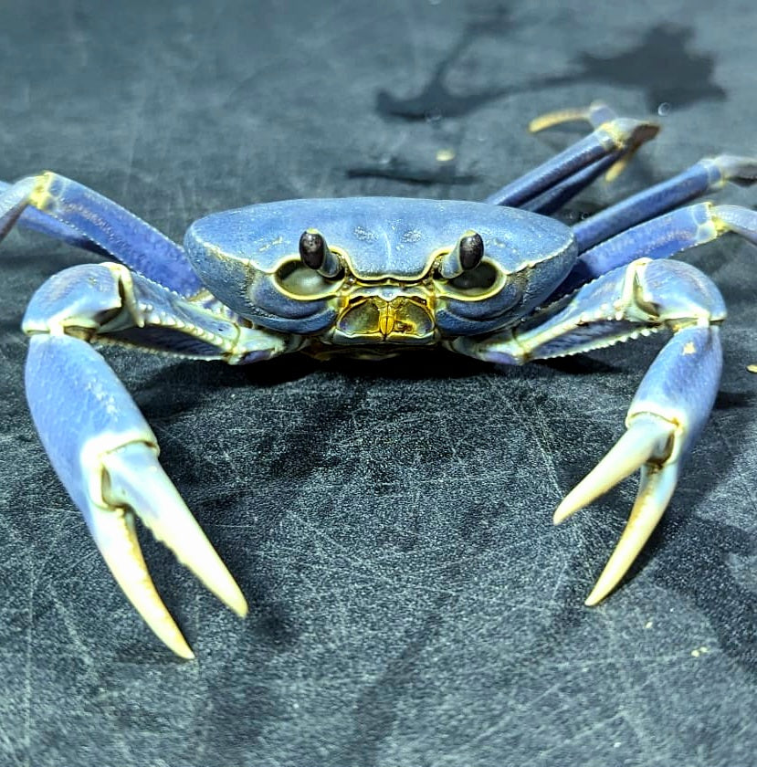 Blue Pirate Crab (Vietorintalia rubrum)