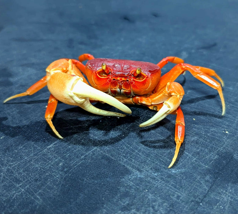 Red Pirate Crab (Vietorintalia rubrum)