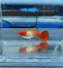 Load image into Gallery viewer, Albino Koi Guppy (Poecilia reticulata)
