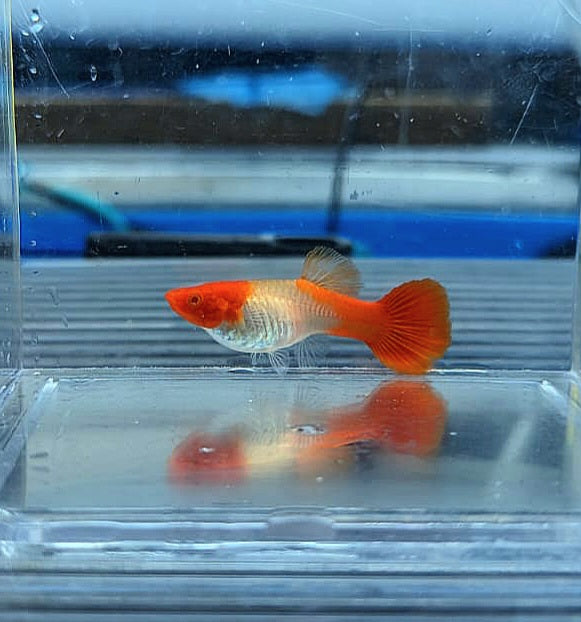 Albino Koi Guppy (Poecilia reticulata)