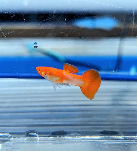 Albino Koi Guppy (Poecilia reticulata)