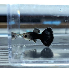 Load image into Gallery viewer, Blue Moscow Guppy (Poecilia reticulata)
