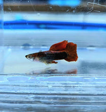 Load image into Gallery viewer, Red Rose Guppy (Poecilia reticulata)
