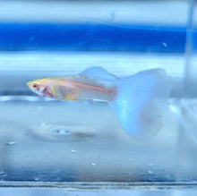 Load image into Gallery viewer, Albino Sky Blue Guppy (Poecilia reticulata)
