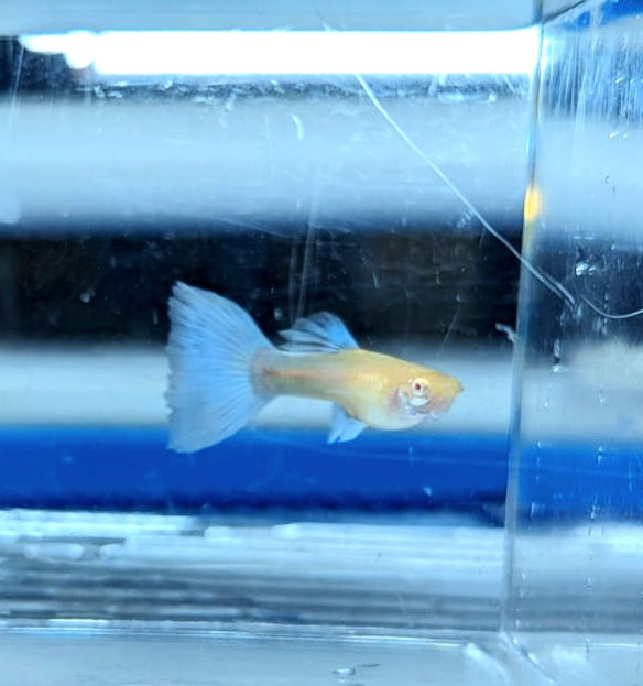 Albino Sky Blue Guppy (Poecilia reticulata)