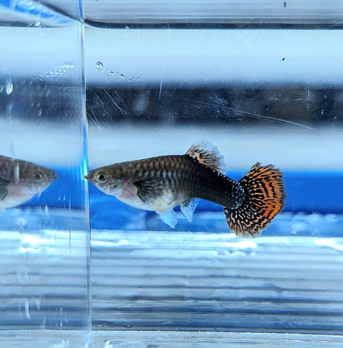 Tuxedo Red Dragon Guppy (Poecilia reticulata)