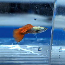 Load image into Gallery viewer, Platinum Red Tail Guppy (Poecilia reticulata)
