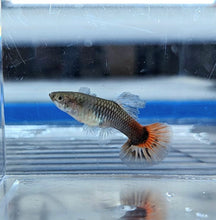 Load image into Gallery viewer, Platinum Red Tail Guppy (Poecilia reticulata)
