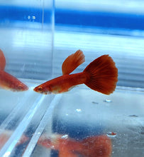 Load image into Gallery viewer, Albino Full Red Guppy (Poecilia reticulata)
