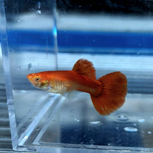 Load image into Gallery viewer, Albino Full Red Guppy (Poecilia reticulata)
