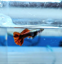 Load image into Gallery viewer, Platinum Dumbo Red Tail Guppy (Poecilia reticulata)
