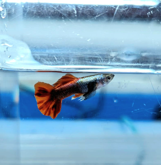 Dumbo Fin Platinum Dumbo Red Tail Guppy (Poecilia reticulata) — Predatory Fins