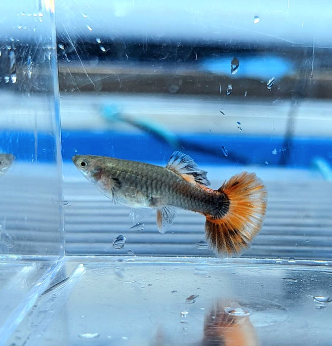 Platinum Dumbo Red Tail Guppy (Poecilia reticulata)