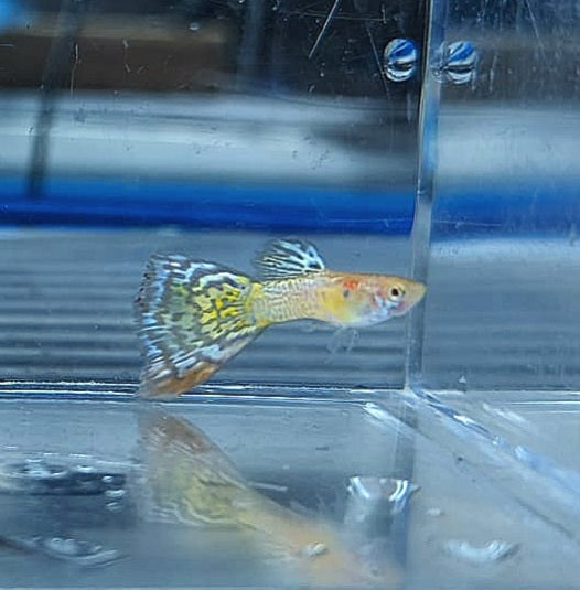 Albino Yellow Cobra Guppy