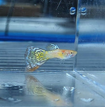 Load image into Gallery viewer, Albino Yellow Cobra Guppy (Poecilia reticulata)
