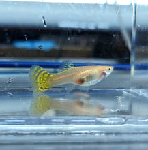 Load image into Gallery viewer, Albino Yellow Cobra Guppy (Poecilia reticulata)
