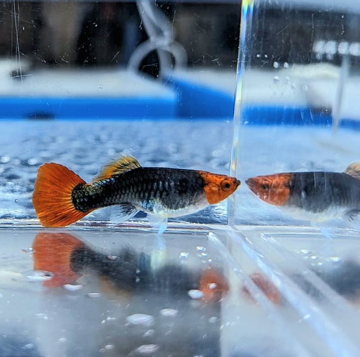 Tuxedo Koi Guppy (Poecilia reticulata)