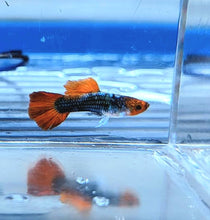 Load image into Gallery viewer, Tuxedo Koi Guppy (Poecilia reticulata)
