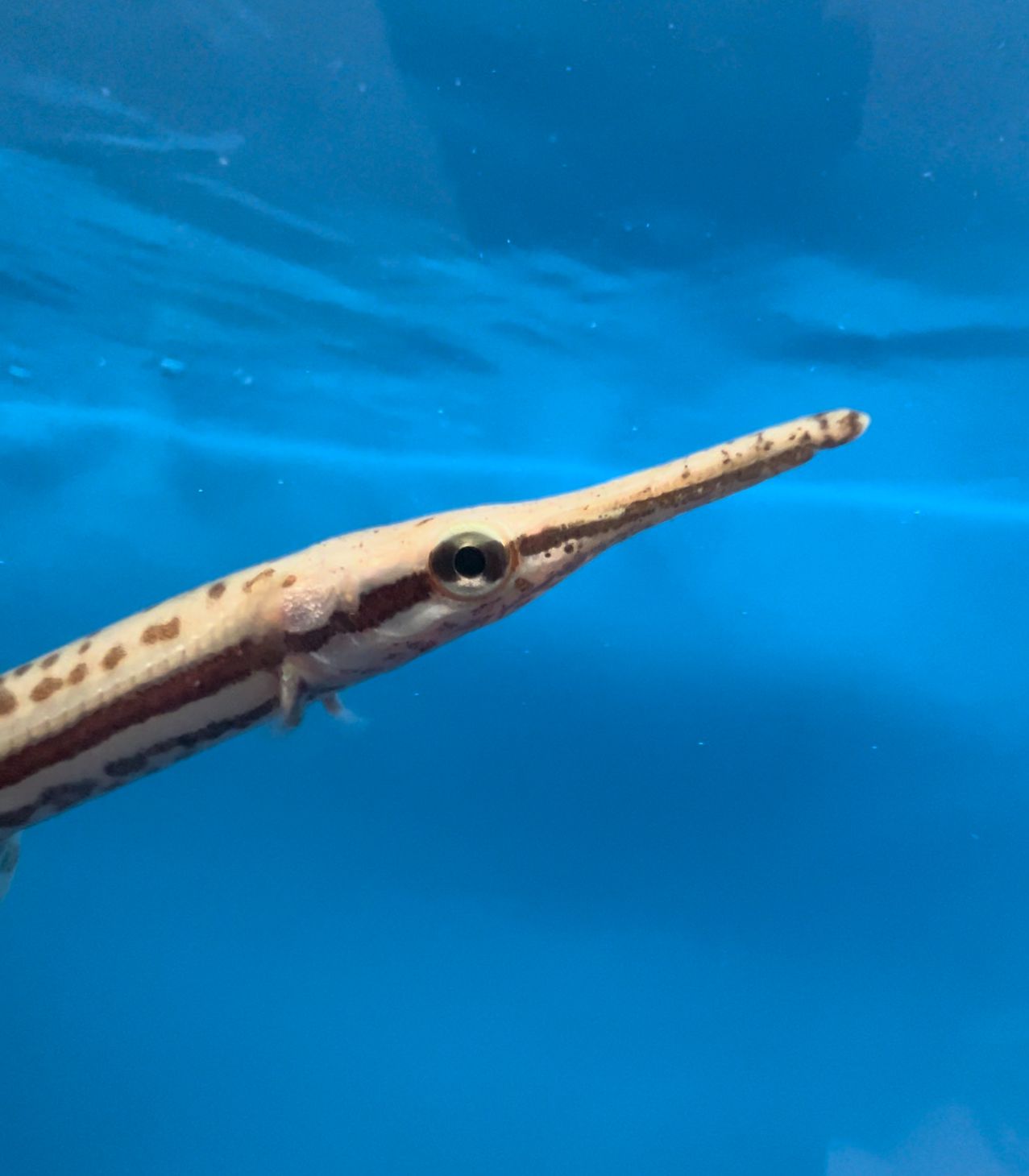 Tropical Gar (Atractosteus tropicus) – Predatory Fins