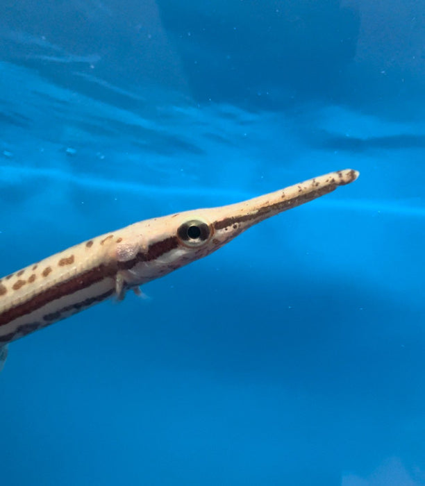 Tropical Gar (Atractosteus tropicus)