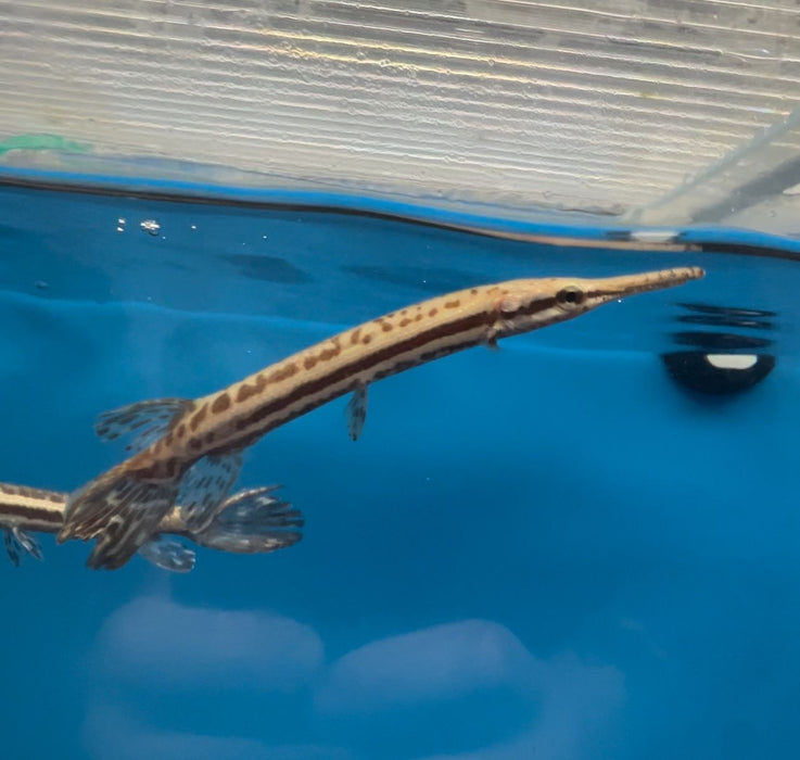 Tropical Gar (Atractosteus tropicus)