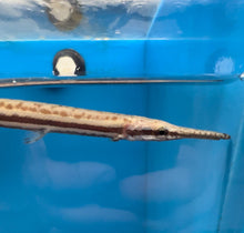 Load image into Gallery viewer, Tropical Gar (Atractosteus tropicus)
