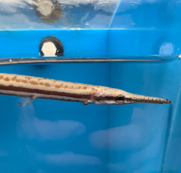 Tropical Gar (Atractosteus tropicus)