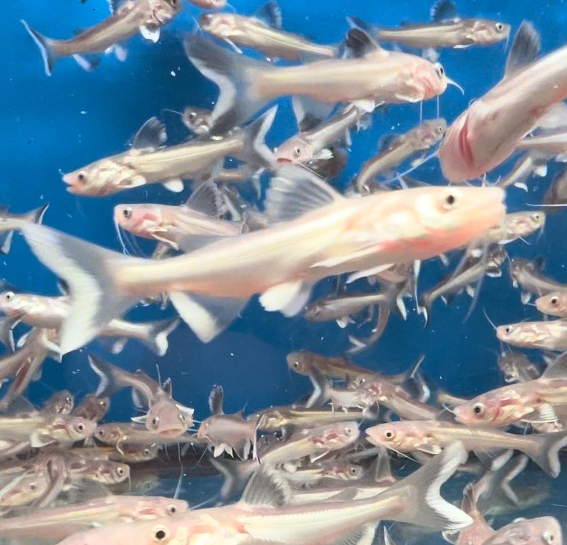 Red Tail Catfish Hybrid Redtail Cat (phractocephalus Hemioliopterus)