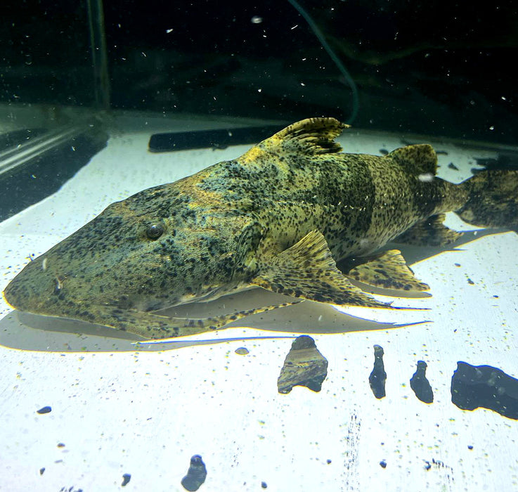 Yarrelli Goonch Catfish (Bagarius yarrelli)