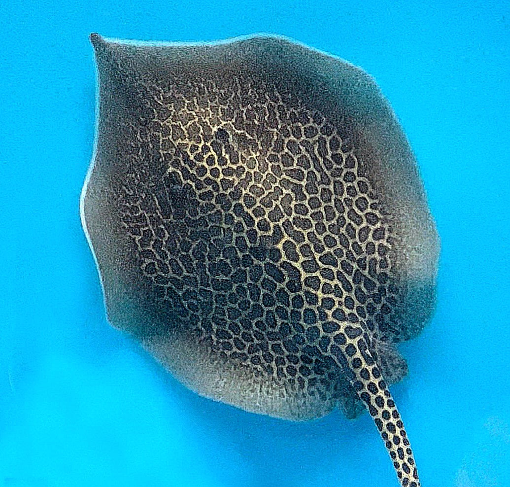 Whiptail Shell Marble Whiptail Stingray (Fluvitrygon oxyrhynchus) – Predatory Fins