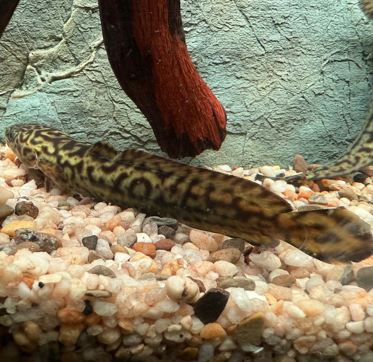 Burbot (Lota lota) — Predatory Fins