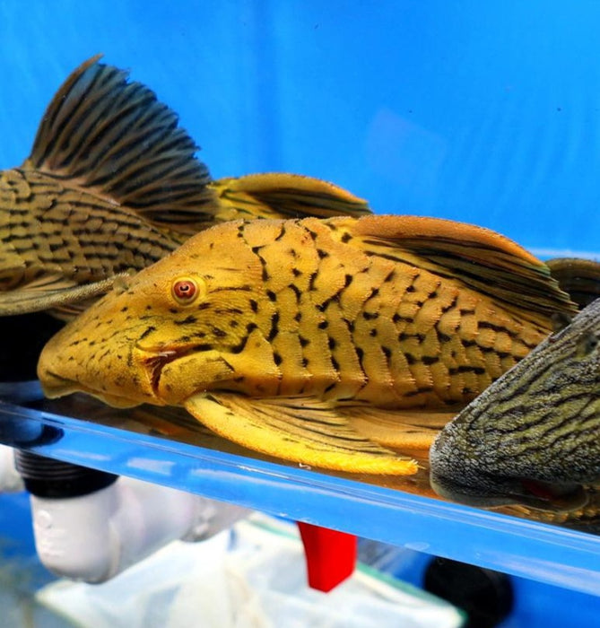 L027c Araguaia Gold Line Thunder Royal Pleco (Panaque armbrusteri)