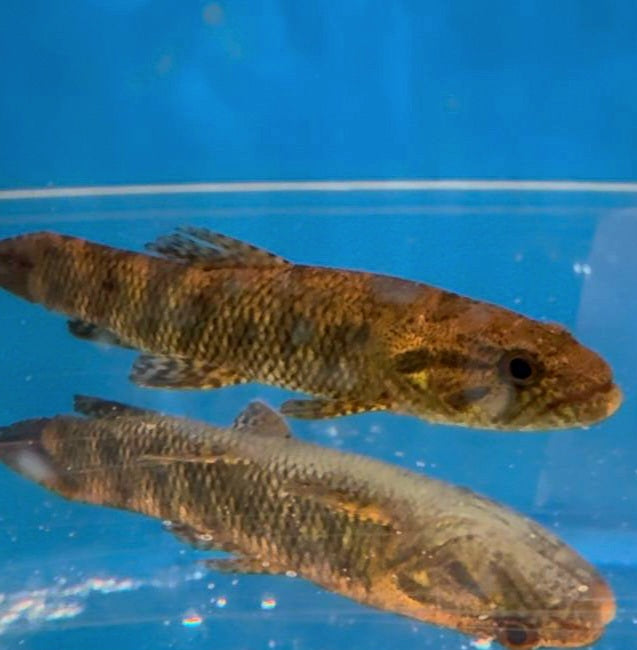 Australis Wolf Fish (Hoplias australis)