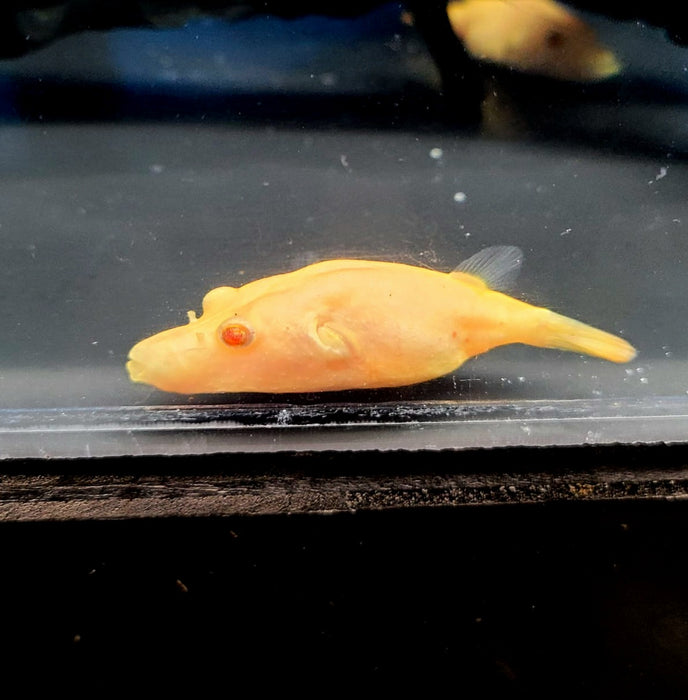 Albino Mekong Arrowhead Puffer (Pao suvattii)