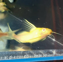 Load image into Gallery viewer, Albino Featherfin Synodontis Catfish (Synodontis eupterus)
