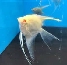 Load image into Gallery viewer, Albino Golden Veiltail Angelfish (Pterophyllum scalare)

