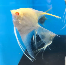 Load image into Gallery viewer, Albino Golden Veiltail Angelfish (Pterophyllum scalare)
